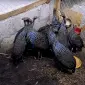 Інкубаційне яйце Цесарка Грифова. Пропоную молодняк цесарок - фото № 10