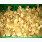 Продам Цыплят мясо яичной породы 04/26г - фото № 2