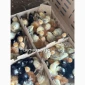 Курчата на продажу от фермерского хозяйства - фото № 4