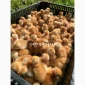 Курчата на продажу от фермерского хозяйства - фото № 8