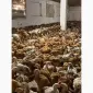 Курчата добові і підрощені оптом - фото № 2