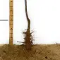 Саженцы яблони Белый Налив - 1-летний - фото № 3