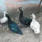 Продам мускусних уток (індоуток) для розведення. Утки шипуни. Мускусні утята - фото № 1