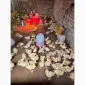 Продам утят сорт Чери Вели 3 недели - фото № 2