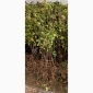 Саженцы плодовых и декоративных деревьев в наличии - фото № 4