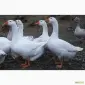 Гуси велика сіра українська та датський легарт - фото № 1