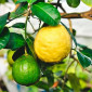 Саджанці лимона Київський Великоплідний у продажу - фото № 1