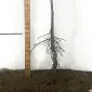 Саженцы пекана Barton (Бартон) - 4-летний - фото № 3