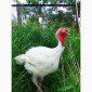 Продаются индюки породы Хайбрід Конвертер - фото № 2