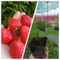 Продаються саджанці полуниці різних сортів - фото № 1