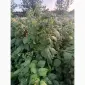 Продаем саженцы малины ремонтантного сорта Полана - фото № 3