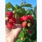 Саженцы малины ремонтантной Полана (опт и розница) - фото № 2