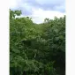 Саженцы малины ремонтантной Полана (опт и розница) - фото № 7