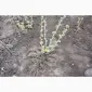 Саженец черной крупноплодной смородины Добрыня ПЛОДОНОСЯЩИЙ ВЗРОСЛЫЙ - фото № 1