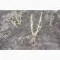 Саженец черной крупноплодной смородины Добрыня ПЛОДОНОСЯЩИЙ ВЗРОСЛЫЙ - фото № 3