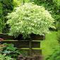 Саженцы клена на штамбе Фламинго - фото № 1