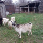 Срочно продам коз недорого - фото № 1
