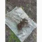 Саженцы сорта Кишмиш Щелкунчик - фото № 2