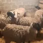 Продам баранину! Молодых ягнят! - фото № 1