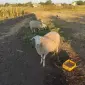 Продам баранину живой вес - фото № 1