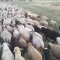 Продам баранину живым весом - фото № 1