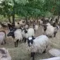 Продам баранину,ягнятіну живою вагою або тушкой - фото № 1