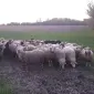 Барани живий вес - фото № 1