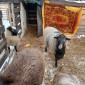 Овечки,барани,живим весом - фото № 1
