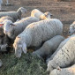 Вівці , жива вага , вівці на мясо. Овцы живой вес - фото № 1