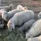 Вівці , жива вага , вівці на мясо. - фото № 1