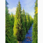 Продается туя разных сортов - фото № 2