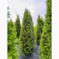 Продается туя разных сортов - фото № 4