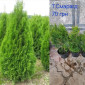 Саженцы туи Смарагд и других растений - фото № 19