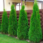 Саженцы западной туи Смарагд высотой 140-160 см - фото № 1