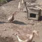 Продам гусей ,живим весом,порода: велика сіра. - фото № 1