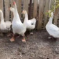 Гуси молодые живым весом - фото № 1