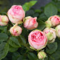 Саджанці англійської піоноподібної троянди Чармінг Піано - фото № 1