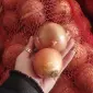 Цибуля ріпчаста жовта - фото № 2