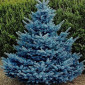 Саджанці ялинки Блакитна - фото № 1