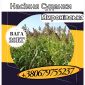 Насіння Суданки Миронівська (20 кг). Суданка - фото № 1