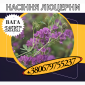 Насіння Люцерни багаторічної ( 25 кг).Насіння кормових трав - фото № 1