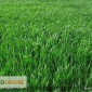 Райграс пастбищный многоукосный - фото № 2