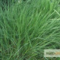 Райграс пастбищный многоукосный - фото № 3