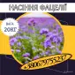 Семена Фацелии (20кг) - фото № 1