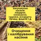 Купаем семена фацелии - фото № 3