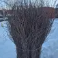Куплю березовые ветки - фото № 1