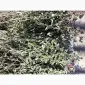 Материнка oregano - фото № 1