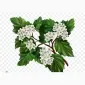 Куплю цвет боярышника - фото № 1