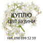 Куплю свежесорванный цвет бузины опт - фото № 1