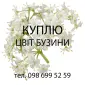 Куплю свежесорванный цвет бузины оптом - фото № 1